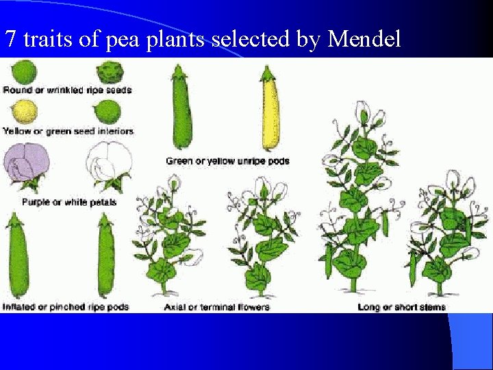 7 traits of pea plants selected by Mendel 7 traits of pea plants selected by Mendel