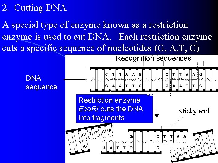 2. Cutting DNA A special type of enzyme known as a restriction enzyme is 2. Cutting DNA A special type of enzyme known as a restriction enzyme is