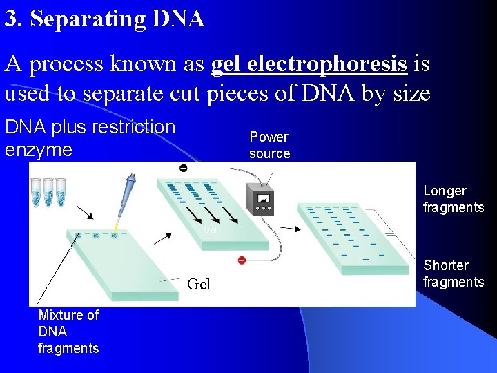 3. Separating DNA A process known as gel electrophoresis is used to separate cut 3. Separating DNA A process known as gel electrophoresis is used to separate cut