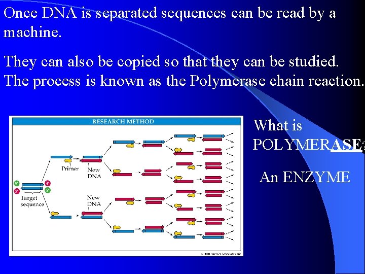 Once DNA is separated sequences can be read by a machine. They can also Once DNA is separated sequences can be read by a machine. They can also