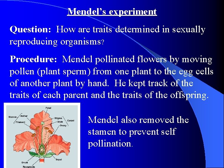 Mendel’s experiment Question: How are traits determined in sexually reproducing organisms? Procedure: Mendel pollinated Mendel’s experiment Question: How are traits determined in sexually reproducing organisms? Procedure: Mendel pollinated