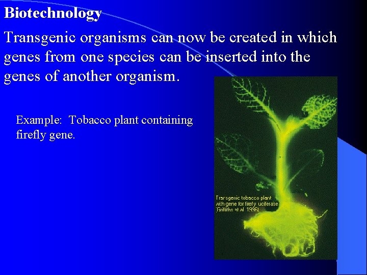 Biotechnology Transgenic organisms can now be created in which genes from one species can Biotechnology Transgenic organisms can now be created in which genes from one species can