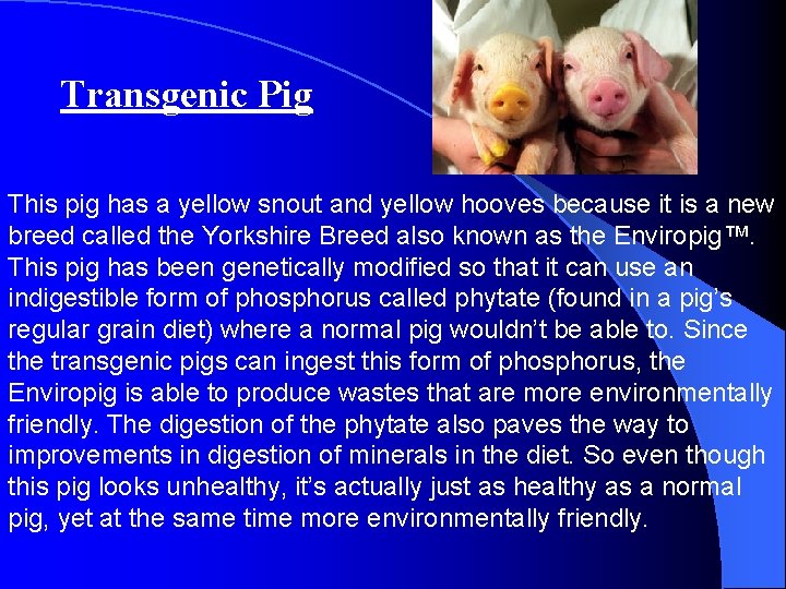 Transgenic Pig This pig has a yellow snout and yellow hooves because it is Transgenic Pig This pig has a yellow snout and yellow hooves because it is