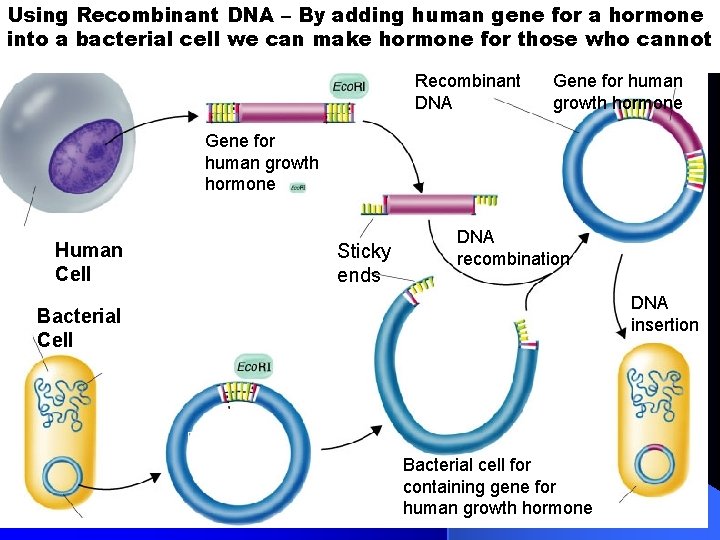 Using Recombinant DNA – By adding human gene for a hormone into a bacterial Using Recombinant DNA – By adding human gene for a hormone into a bacterial