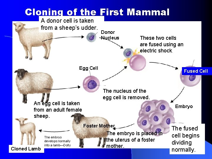 Cloning of the First Mammal A donor cell is taken from a sheep’s udder. Cloning of the First Mammal A donor cell is taken from a sheep’s udder.
