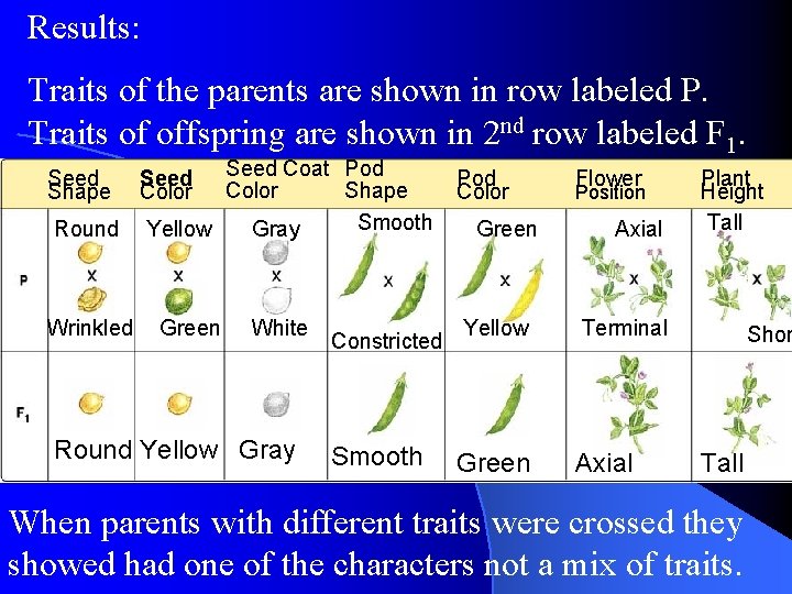 Results: Traits of the parents are shown in row labeled P. Traits of offspring Results: Traits of the parents are shown in row labeled P. Traits of offspring