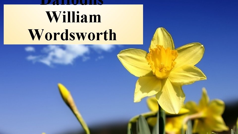 Daffodils William Wordsworth 