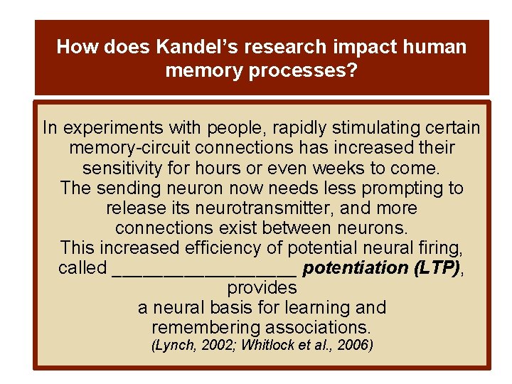 How does Kandel’s research impact human memory processes? In experiments with people, rapidly stimulating