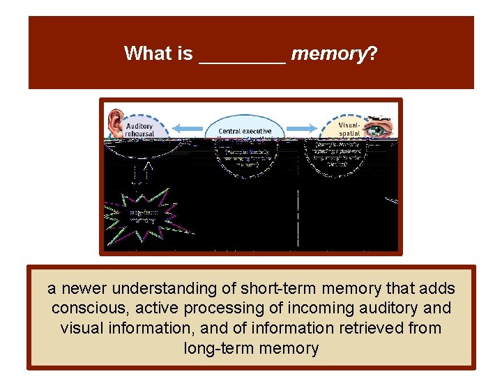 What is ____ memory? a newer understanding of short-term memory that adds conscious, active