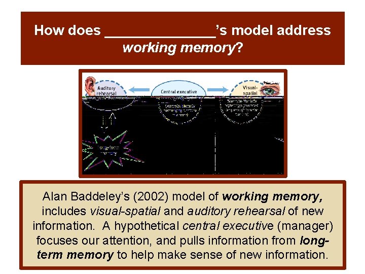 How does _______’s model address working memory? Alan Baddeley’s (2002) model of working memory,