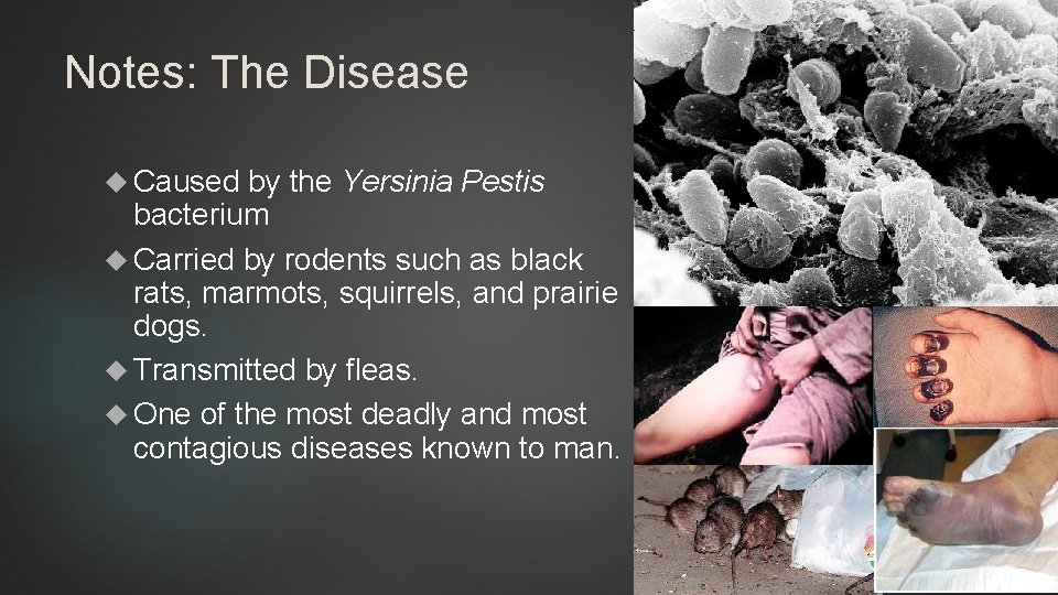 Notes: The Disease Caused by the Yersinia Pestis bacterium Carried by rodents such as