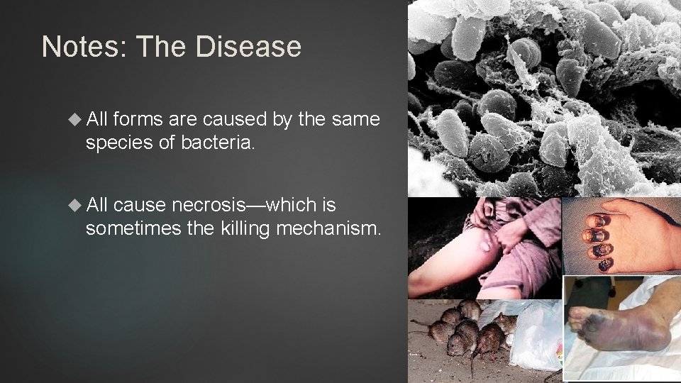 Notes: The Disease All forms are caused by the same species of bacteria. All