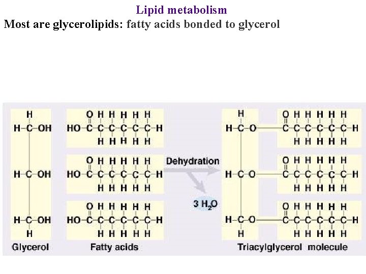 Lipid metabolism Most are glycerolipids: fatty acids bonded to glycerol 