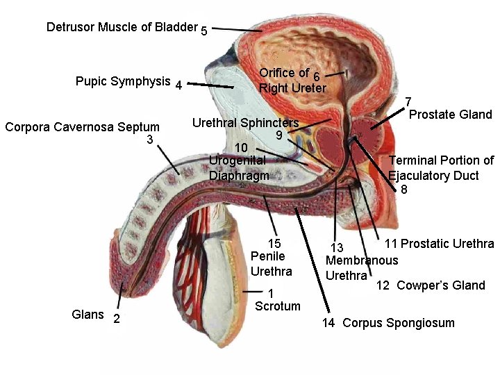 Detrusor Muscle of Bladder 5 Pupic Symphysis 4 Corpora Cavernosa Septum 3 Orifice of