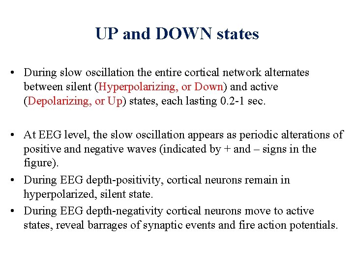 UP and DOWN states • During slow oscillation the entire cortical network alternates between