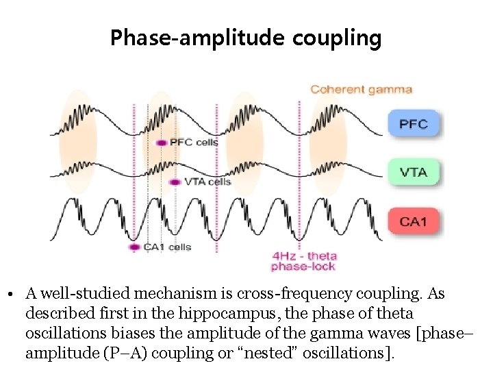 Phase-amplitude coupling • A well-studied mechanism is cross-frequency coupling. As described first in the