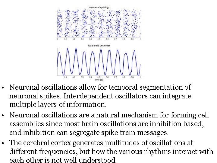  • Neuronal oscillations allow for temporal segmentation of neuronal spikes. Interdependent oscillators can