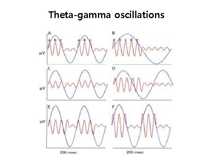 Theta-gamma oscillations 