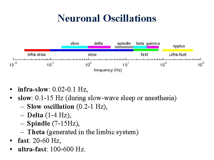 Neuronal Oscillations • infra-slow: 0. 02 -0. 1 Hz, • slow: 0. 1 -15