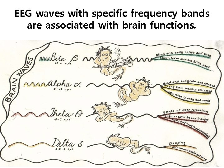 EEG waves with specific frequency bands are associated with brain functions. 