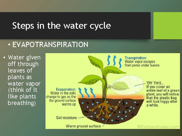 Steps in the water cycle • EVAPOTRANSPIRATION • Water given off through leaves of