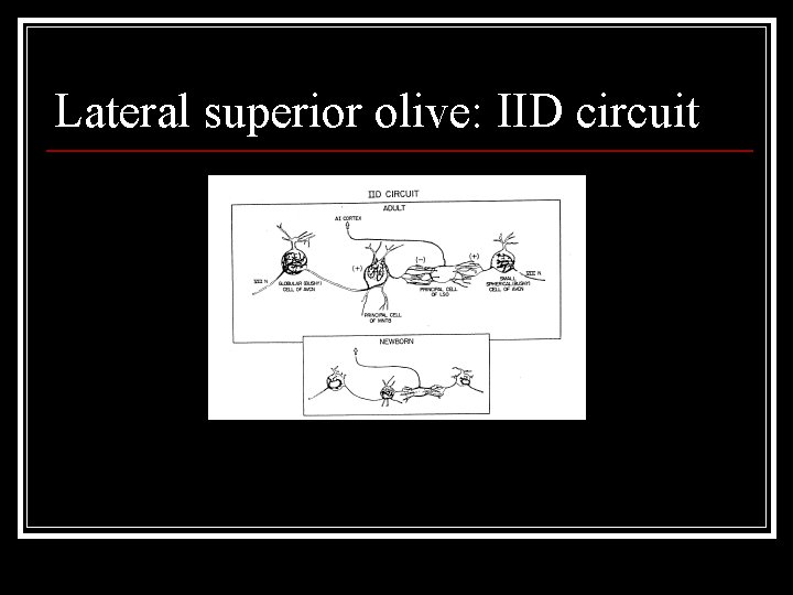 Lateral superior olive: IID circuit 