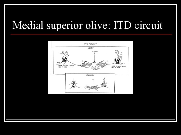 Medial superior olive: ITD circuit 