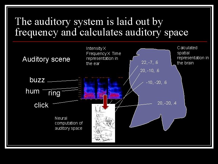 The auditory system is laid out by frequency and calculates auditory space Auditory scene