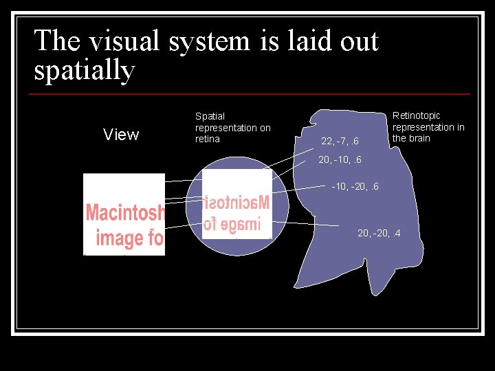 The visual system is laid out spatially View Spatial representation on retina 22, -7,