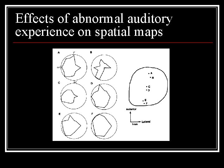 Effects of abnormal auditory experience on spatial maps 