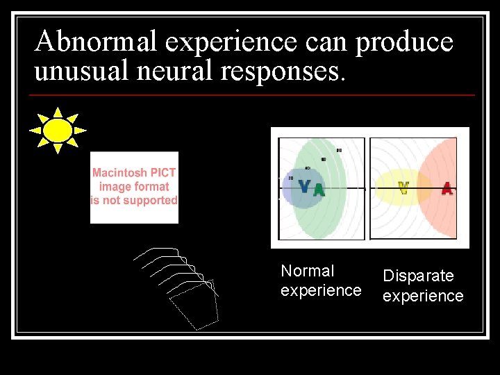 Abnormal experience can produce unusual neural responses. Normal experience Disparate experience 