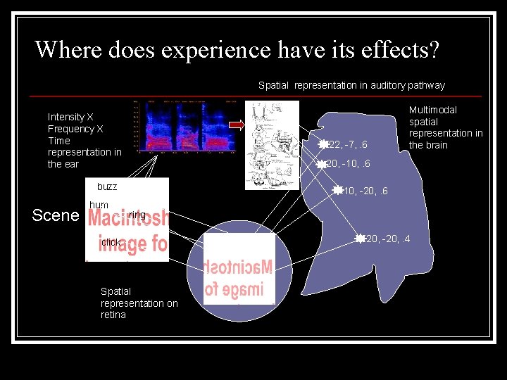 Where does experience have its effects? Spatial representation in auditory pathway Intensity X Frequency