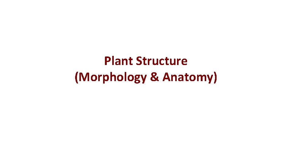 Plant Structure (Morphology & Anatomy) 