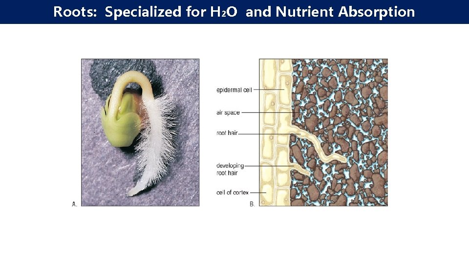 Roots: Specialized for H 2 O and Nutrient Absorption Copyright © Mc. Graw-Hill Companies