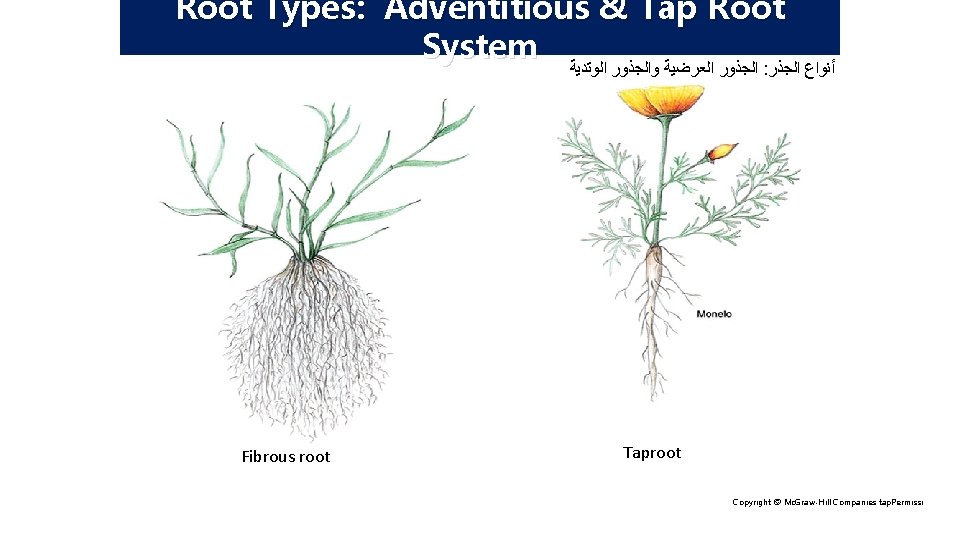 Root Types: Adventitious & Tap Root System ﺍﻟﺠﺬﻭﺭ ﺍﻟﻌﺮﺿﻴﺔ ﻭﺍﻟﺠﺬﻭﺭ ﺍﻟﻮﺗﺪﻳﺔ : ﺃﻨﻮﺍﻉ ﺍﻟﺠﺬﺭ