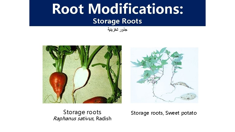 Root Modifications: Storage Roots ﺟﺬﻭﺭ ﺗﺨﺰﻳﻨﻴﺔ Storage roots Raphanus sativus, Radish Storage roots, Sweet