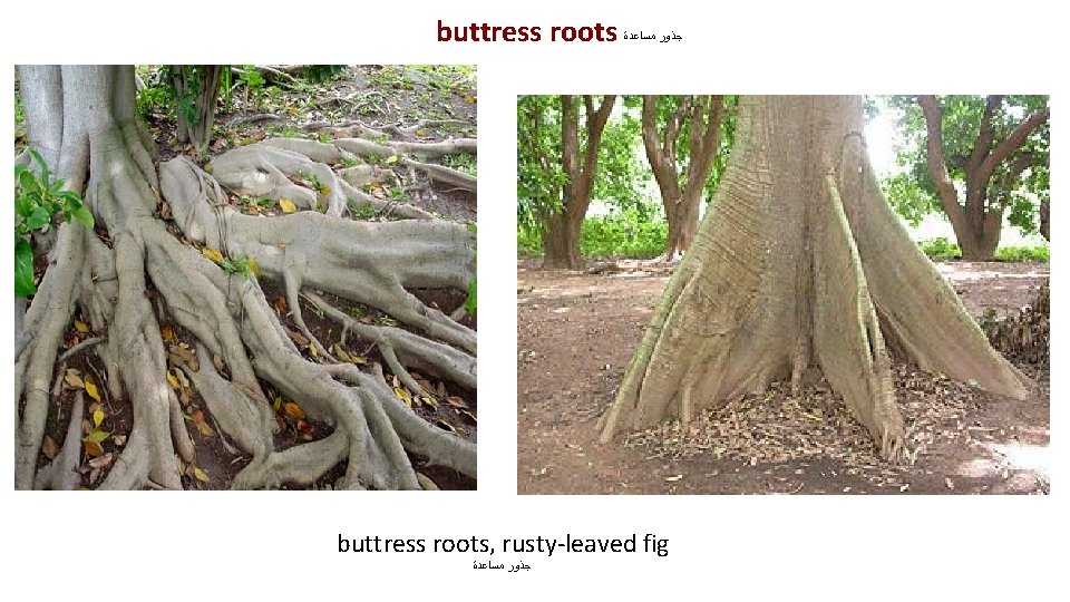 buttress roots ﺟﺬﻭﺭ ﻣﺴﺎﻋﺪﺓ buttress roots, rusty-leaved fig ﺟﺬﻭﺭ ﻣﺴﺎﻋﺪﺓ 