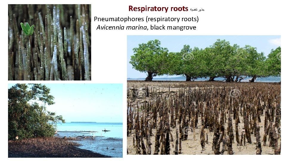 Respiratory roots ﺟﺬﻭﺭ ﺗﻨﻔﺴﻴﺔ Pneumatophores (respiratory roots) Avicennia marina, black mangrove 