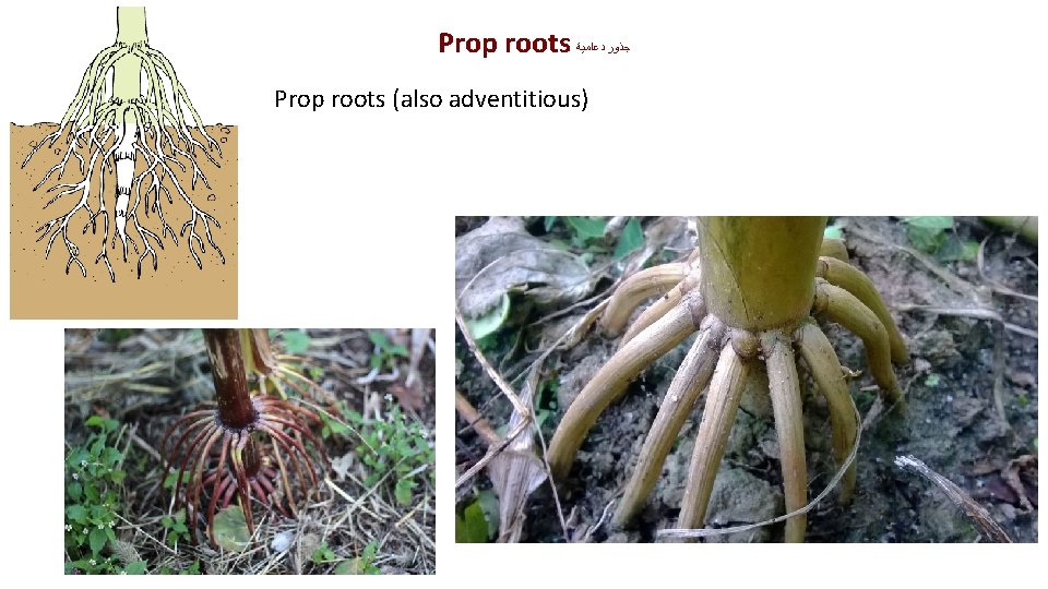 Prop roots ﺟﺬﻭﺭ ﺩﻋﺎﻣﻴﺔ Prop roots (also adventitious) 
