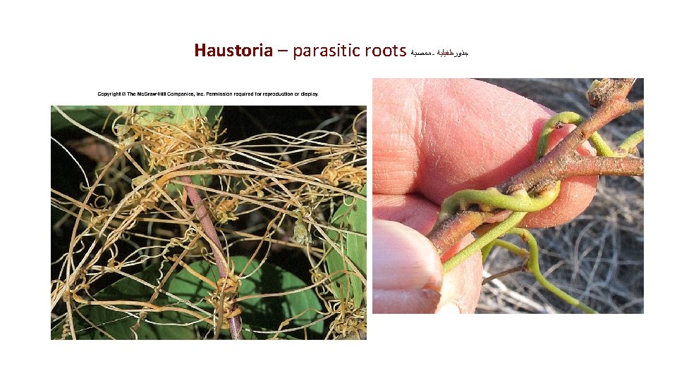 Haustoria – parasitic roots ﻣﻤﺼﻴﺔ - ﺟﺬﻭﺭﻃﻔﻴﻠﻴﺔ Copyright © Mc. Graw-Hill Companies Permission Required