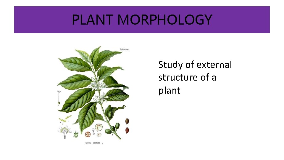 PLANT MORPHOLOGY Study of external structure of a plant 