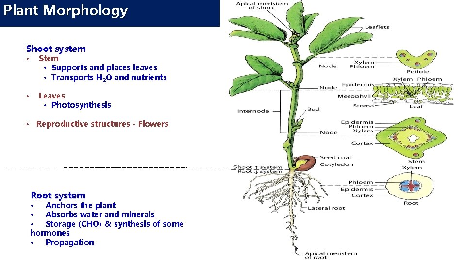 Plant Morphology Shoot system • Stem • Supports and places leaves • Transports H