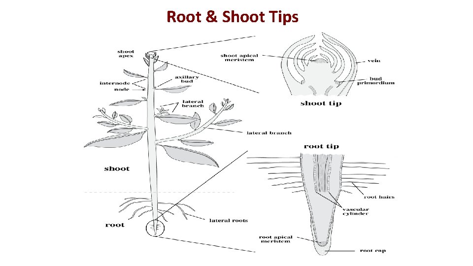 Root & Shoot Tips 