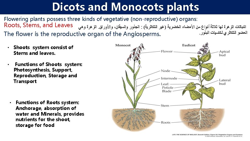Dicots and Monocots plants Flowering plants possess three kinds of vegetative (non-reproductive) organs: Roots,