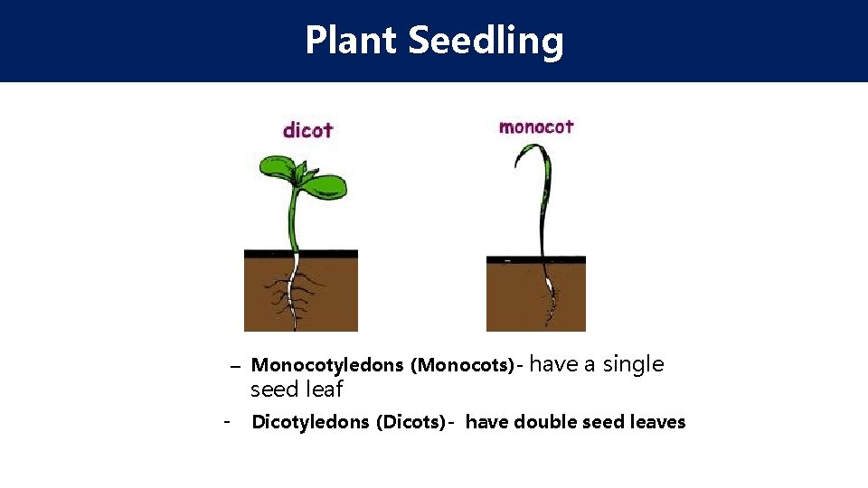 Plant Seedling – Monocotyledons (Monocots)- have a single seed leaf - Dicotyledons (Dicots)- have