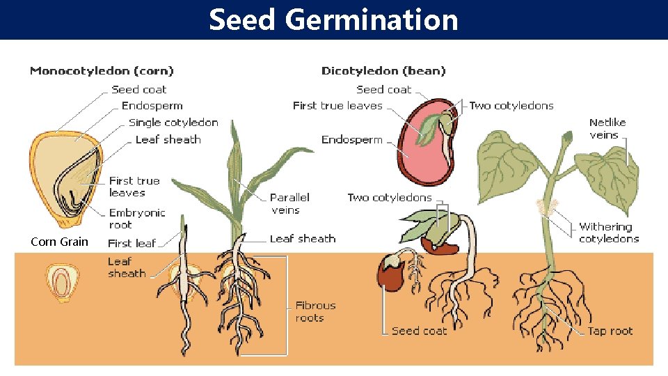 Seed Germination Corn Grain 