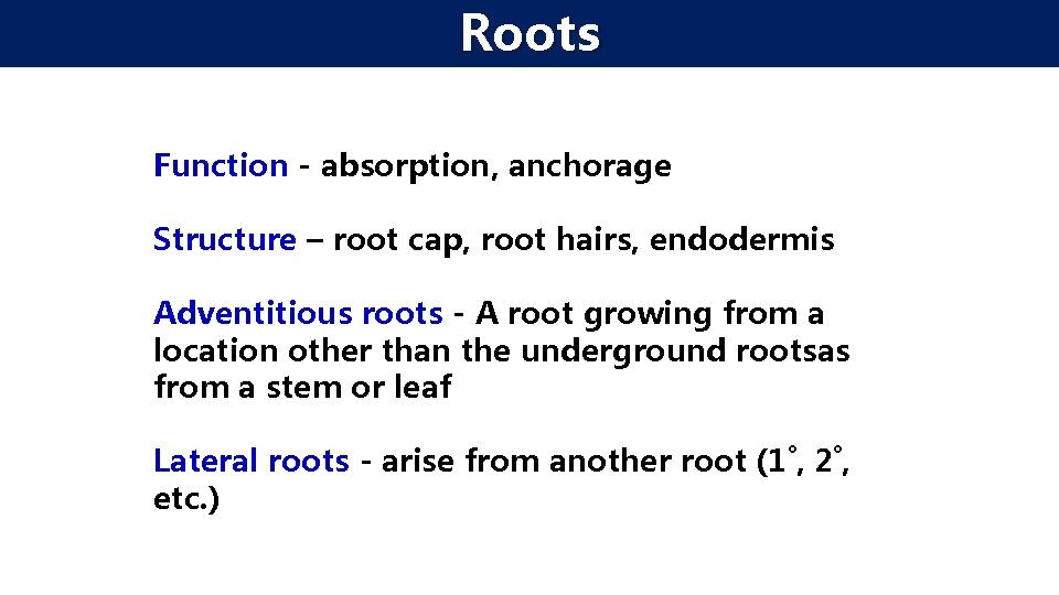 Roots Function - absorption, anchorage Structure – root cap, root hairs, endodermis Adventitious roots
