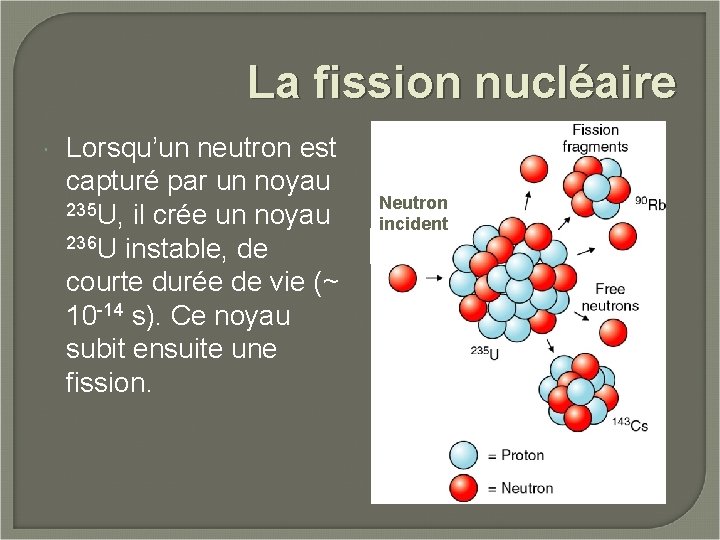La fission nucléaire Lorsqu’un neutron est capturé par un noyau 235 U, il crée