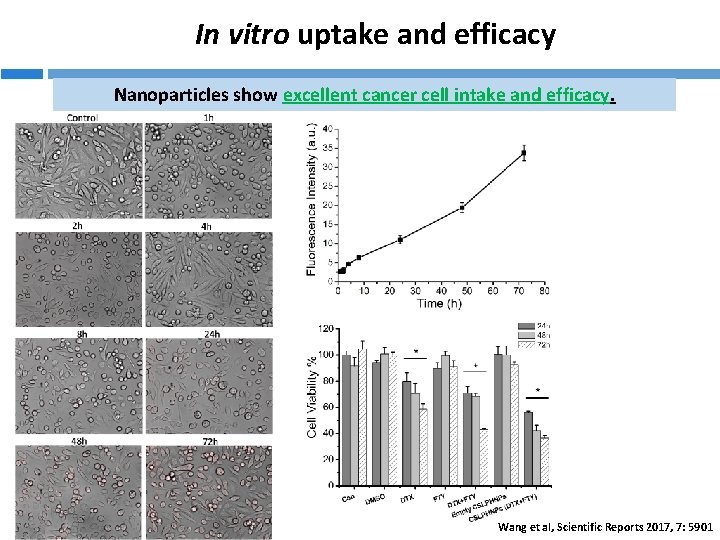 In vitro uptake and efficacy Nanoparticles show excellent cancer cell intake and efficacy. Wang