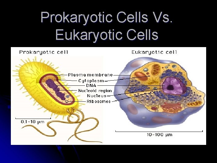 Prokaryotic Cells Vs. Eukaryotic Cells 